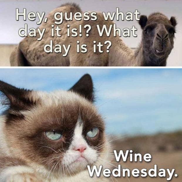 Wednesday memes funny jokes Wednesday memes funny jokes