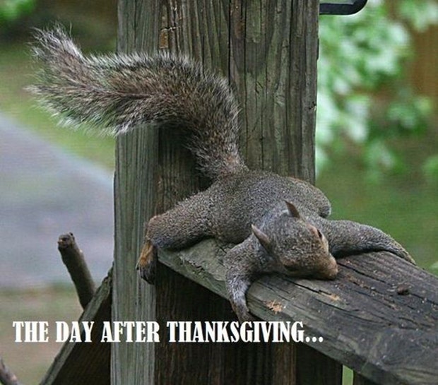 Funny Thanksgiving Memes thanksgiving memes