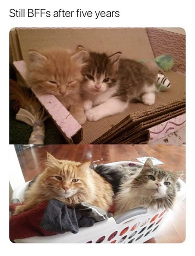 best friend memes for friendship day national best friends day meme