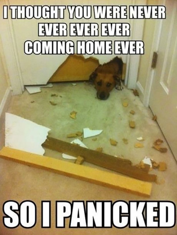 national dog day meme