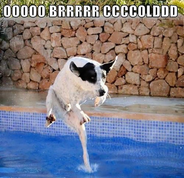 funny pool memes first day of summer memes funny pool memes first day of summer memes