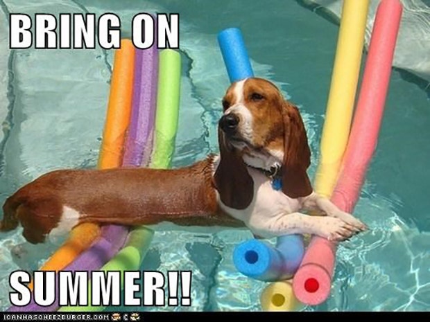 funny pool memes first day of summer memes funny pool memes first day of summer memes