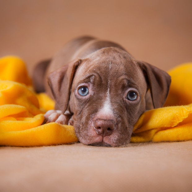 american pit bull terrier cutest dog breed