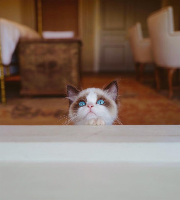 Taylor Swift's cat Benjamin Button Swift