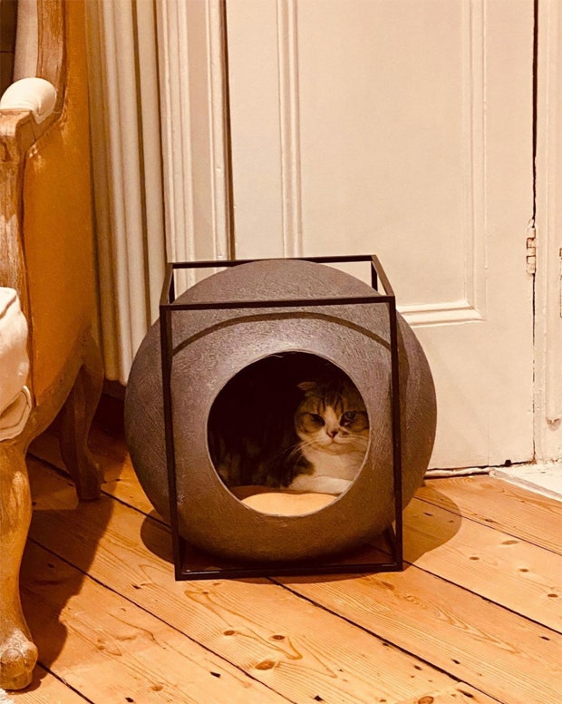 Taylor Swift's cat Meredith Grey Swift