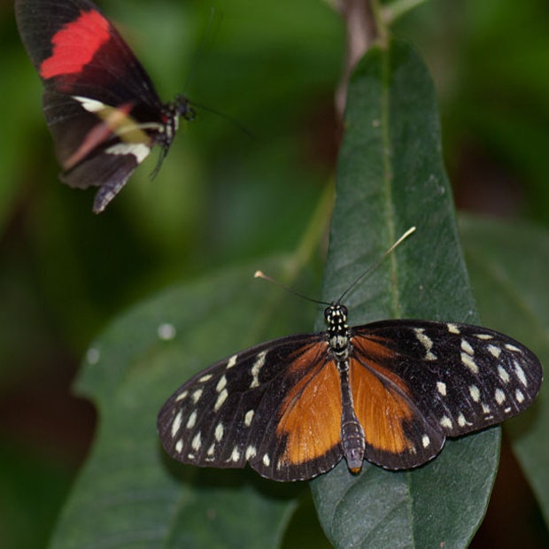 two butterflies love symbol