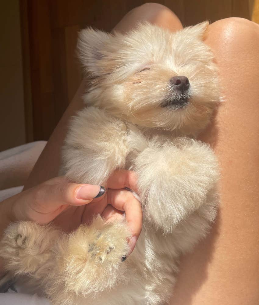 tiny dog sleeping in owner's lap