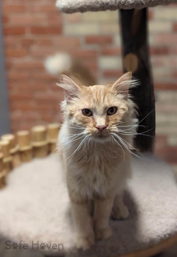 An 11-month-old playful kitten named Monkey who was rescued from a high-risk shelter and brought to Safe Haven.