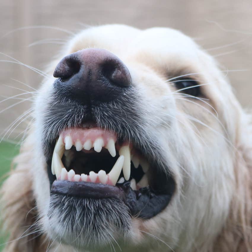 Woman's Brother Wants Her To Put Her Dog Down After He Growled At Her Niece